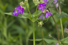 Wild Four O'Clock, Mirabilis nyctaginea