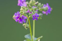 Wild Four O'Clock, Mirabilis nyctaginea