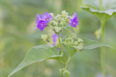 Wild Four O'Clock, Mirabilis nyctaginea