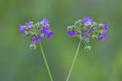 Wild Four O'Clock, Mirabilis nyctaginea