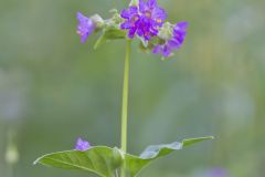Wild Four O'Clock, Mirabilis nyctaginea