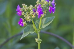 Wild Four O'Clock, Mirabilis nyctaginea