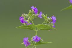 Wild Four O'Clock, Mirabilis nyctaginea