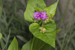 Wild Four O'Clock, Mirabilis nyctaginea