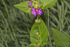 Wild Four O'Clock, Mirabilis nyctaginea