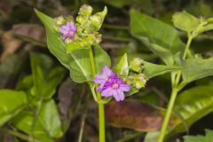 Wild Four O'Clock, Mirabilis nyctaginea