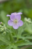 Wild Geranium, Geranium maculatum