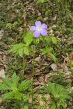 Wild Geranium, Geranium maculatum