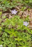 Wild Geranium, Geranium maculatum
