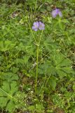 Wild Geranium, Geranium maculatum