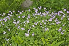 Wild Geranium, Geranium maculatum