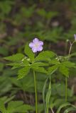 Wild Geranium, Geranium maculatum