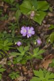 Wild Geranium, Geranium maculatum