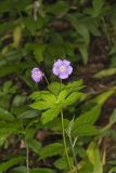 Wild Geranium, Geranium maculatum