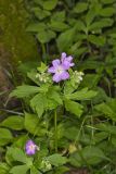 Wild Geranium, Geranium maculatum