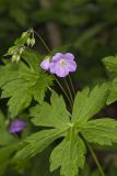 Wild Geranium, Geranium maculatum