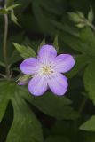 Wild Geranium, Geranium maculatum