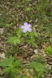 Wild Geranium, Geranium maculatum
