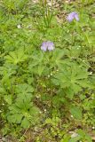 Wild Geranium, Geranium maculatum
