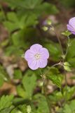 Wild Geranium, Geranium maculatum