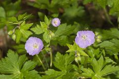 Wild Geranium, Geranium maculatum