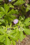 Wild Geranium, Geranium maculatum