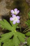 Wild Geranium, Geranium maculatum