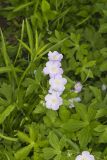 Wild Geranium, Geranium maculatum