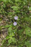 Wild Geranium, Geranium maculatum