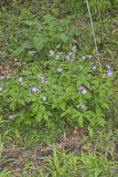 Wild Geranium, Geranium maculatum