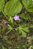 Wild Geranium, Geranium maculatum