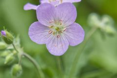 Wild Geranium, Geranium maculatum