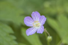 Wild Geranium, Geranium maculatum