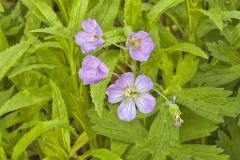 Wild Geranium, Geranium maculatum