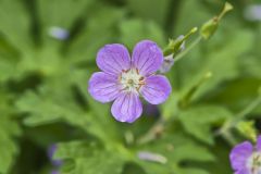 Wild Geranium, Geranium maculatum