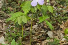 Wild Geranium, Geranium maculatum
