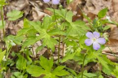 Wild Geranium, Geranium maculatum
