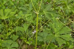 Wild Geranium, Geranium maculatum