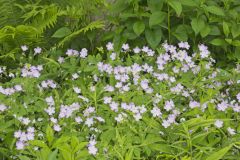 Wild Geranium, Geranium maculatum