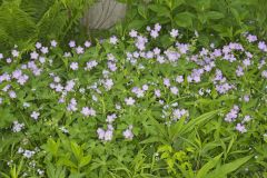 Wild Geranium, Geranium maculatum