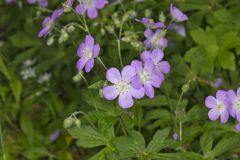 Wild Geranium, Geranium maculatum