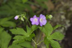 Wild Geranium, Geranium maculatum