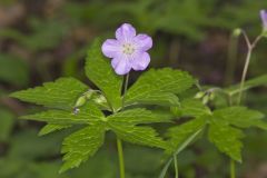 Wild Geranium, Geranium maculatum