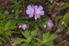 Wild Geranium, Geranium maculatum