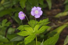 Wild Geranium, Geranium maculatum