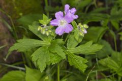 Wild Geranium, Geranium maculatum