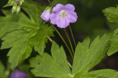 Wild Geranium, Geranium maculatum