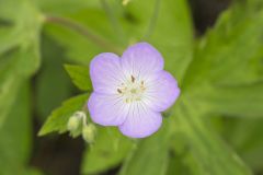 Wild Geranium, Geranium maculatum