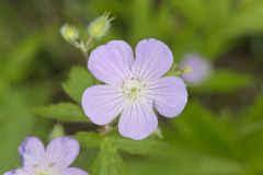Wild Geranium, Geranium maculatum