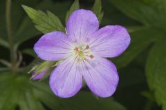 Wild Geranium, Geranium maculatum